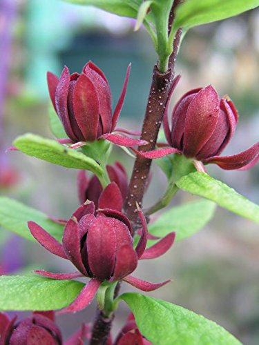 100 Sweet Shrub Seeds, Eastern Sweetshrub/Carolina Allspice/Sweet BetsyCalycanthus floridus