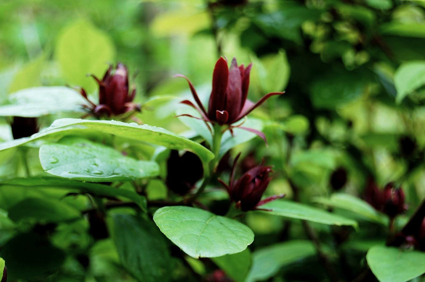 100 Sweet Shrub Seeds, Eastern Sweetshrub/Carolina Allspice/Sweet BetsyCalycanthus floridus