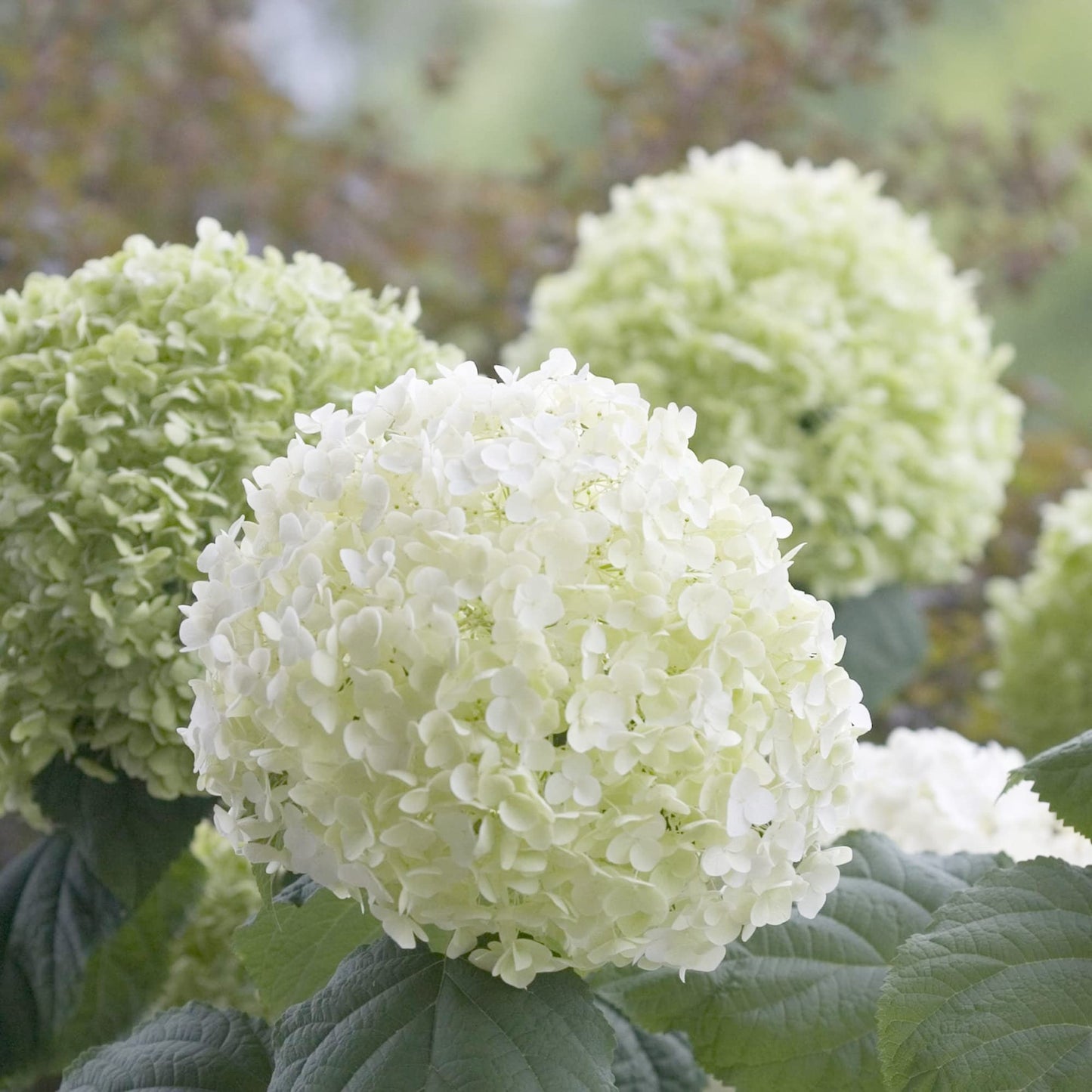 Hydrangea Arborescens Seeds Smooth Hydrangea Deciduous Shrub Cold-Hardy Dried Arrangements Cut Flowers Hedges Screens Patio Outdoor 50Pcs Flower Seeds by YEGAOL Garden