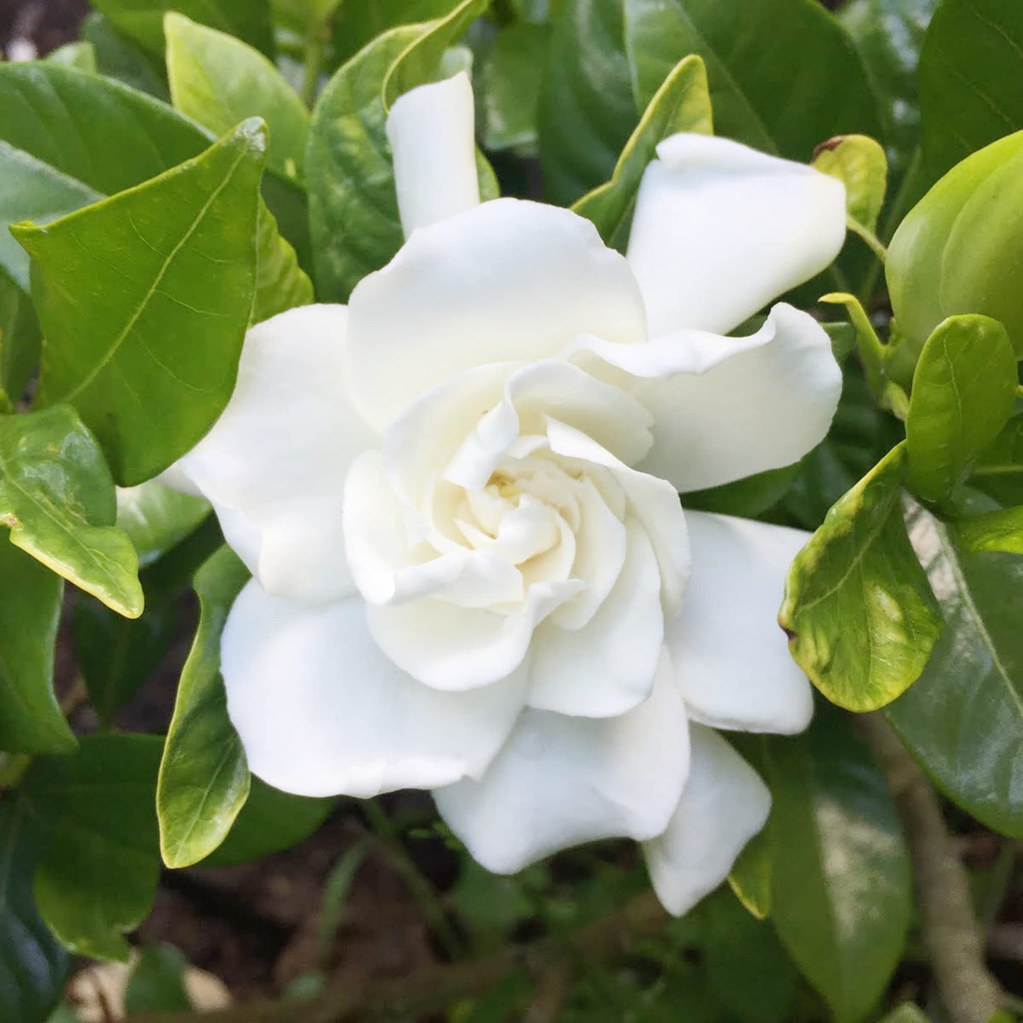 Gardenia Jasminoides Seeds Cape Jasmine Evergreen Fragrant Specimen Plant Shrub Cut Flowers Hedges Containers Outdoor 10Pcs Flower Seeds by YEGAOL Garden