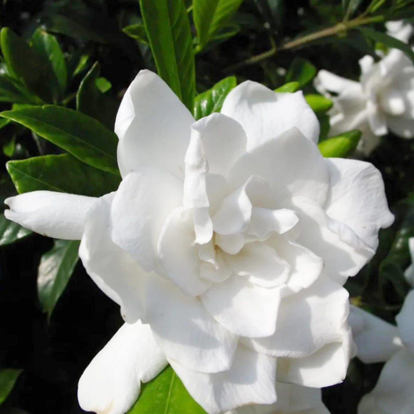 Gardenia Jasminoides Seeds Cape Jasmine Evergreen Fragrant Specimen Plant Shrub Cut Flowers Hedges Containers Outdoor 10Pcs Flower Seeds by YEGAOL Garden