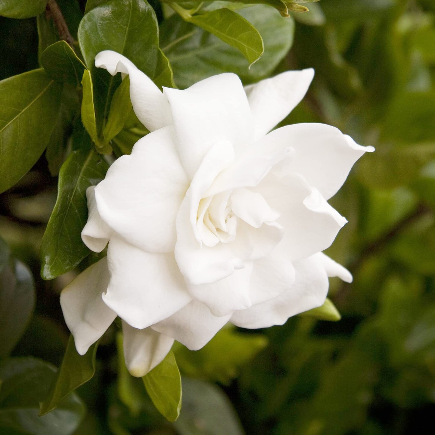 Gardenia Jasminoides Seeds Cape Jasmine Evergreen Fragrant Specimen Plant Shrub Cut Flowers Hedges Containers Outdoor 10Pcs Flower Seeds by YEGAOL Garden