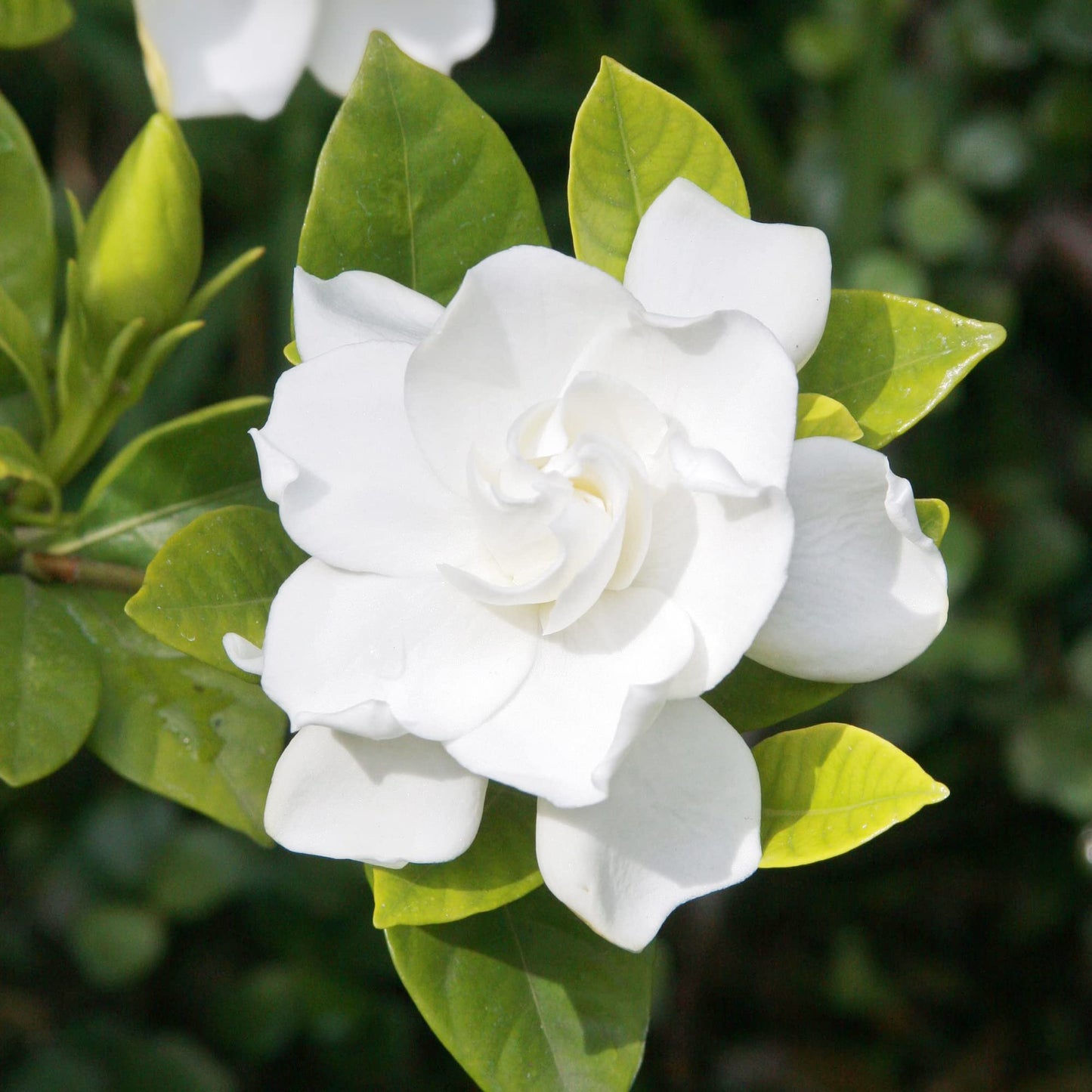 Gardenia Jasminoides Seeds Cape Jasmine Evergreen Fragrant Specimen Plant Shrub Cut Flowers Hedges Containers Outdoor 10Pcs Flower Seeds by YEGAOL Garden