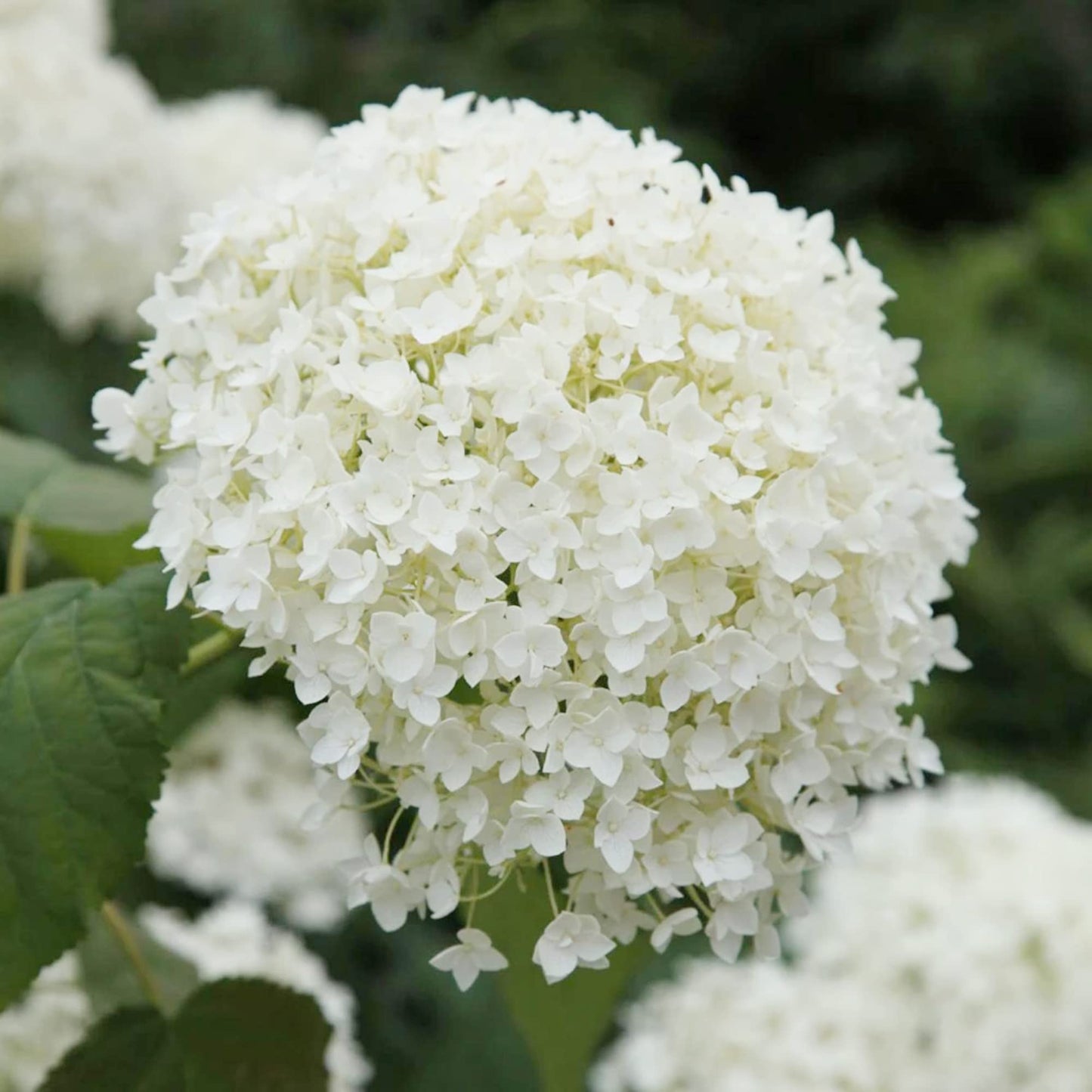 Hydrangea Arborescens Seeds Smooth Hydrangea Deciduous Shrub Cold-Hardy Dried Arrangements Cut Flowers Hedges Screens Patio Outdoor 50Pcs Flower Seeds by YEGAOL Garden