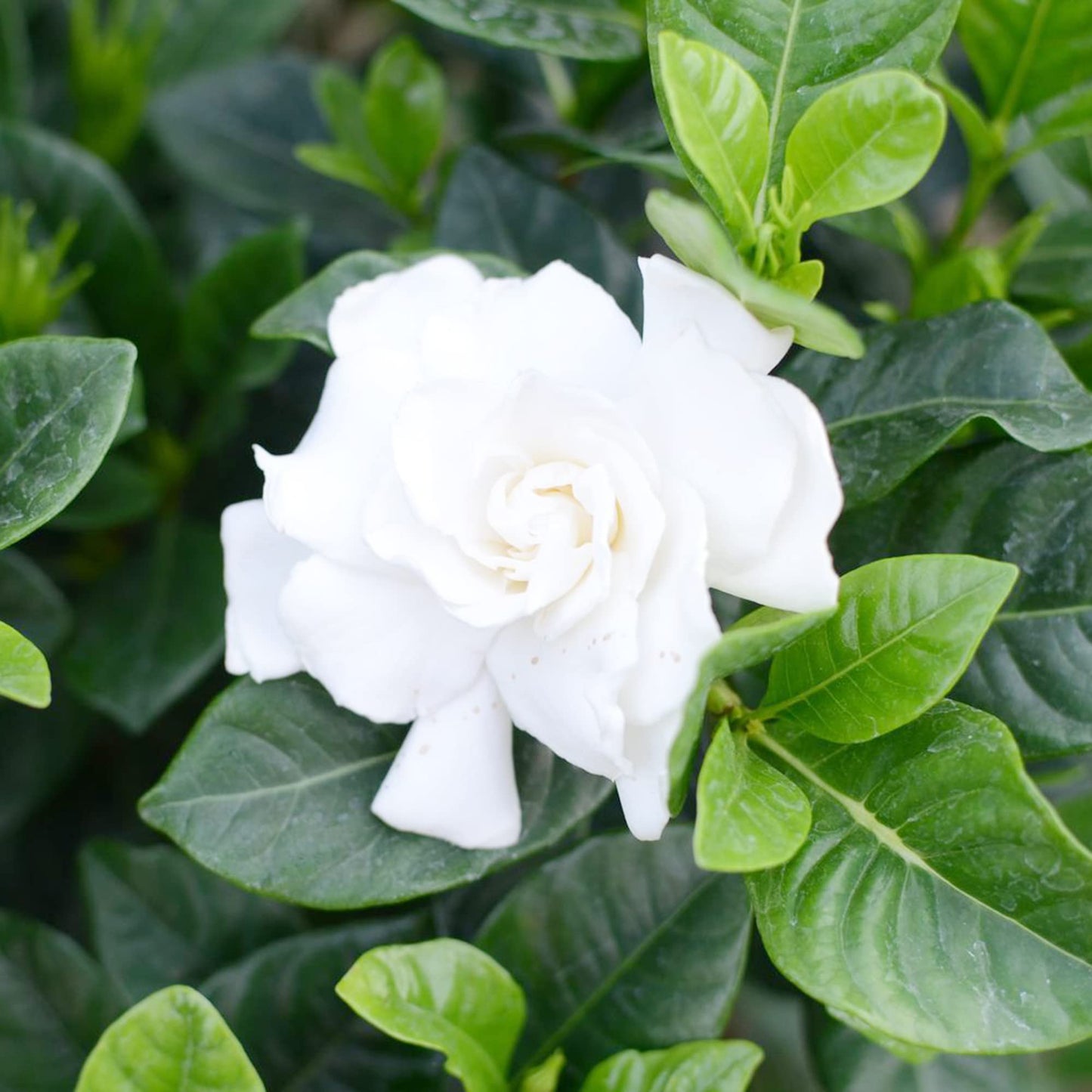 Gardenia Jasminoides Seeds Cape Jasmine Evergreen Fragrant Specimen Plant Shrub Cut Flowers Hedges Containers Outdoor 10Pcs Flower Seeds by YEGAOL Garden