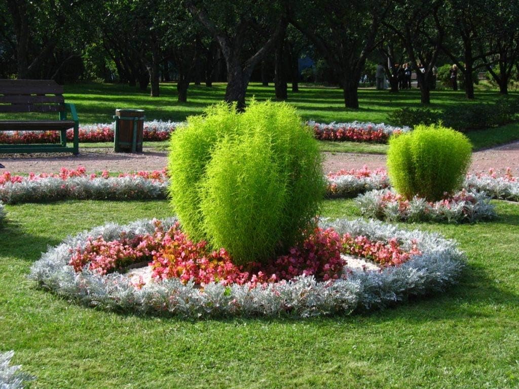 Seeds Summer Cypress Burning Bush - Kochia - Shrub - GMO Free