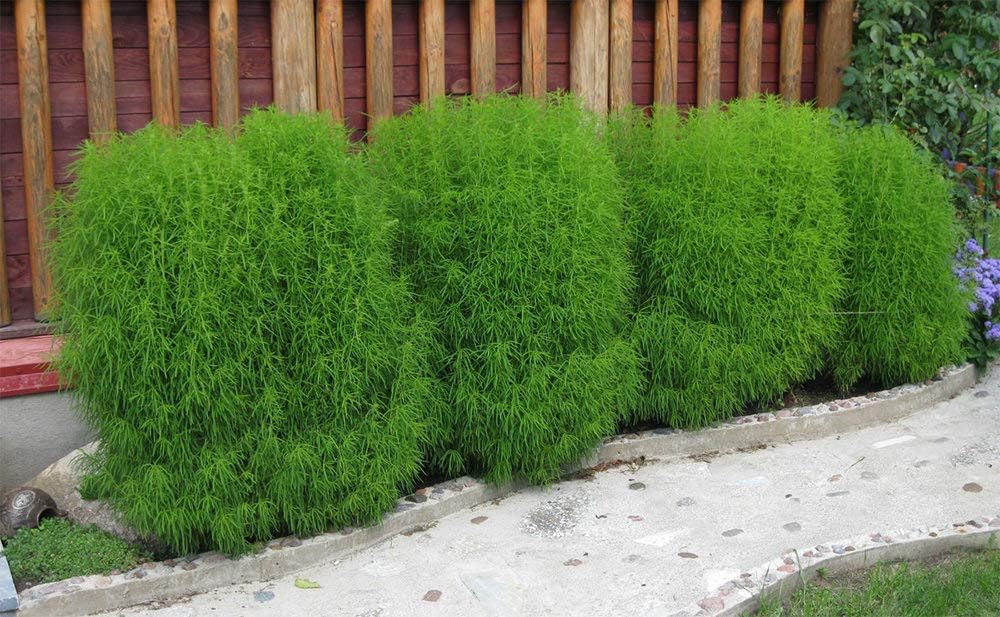 Seeds Summer Cypress Burning Bush - Kochia - Shrub - GMO Free
