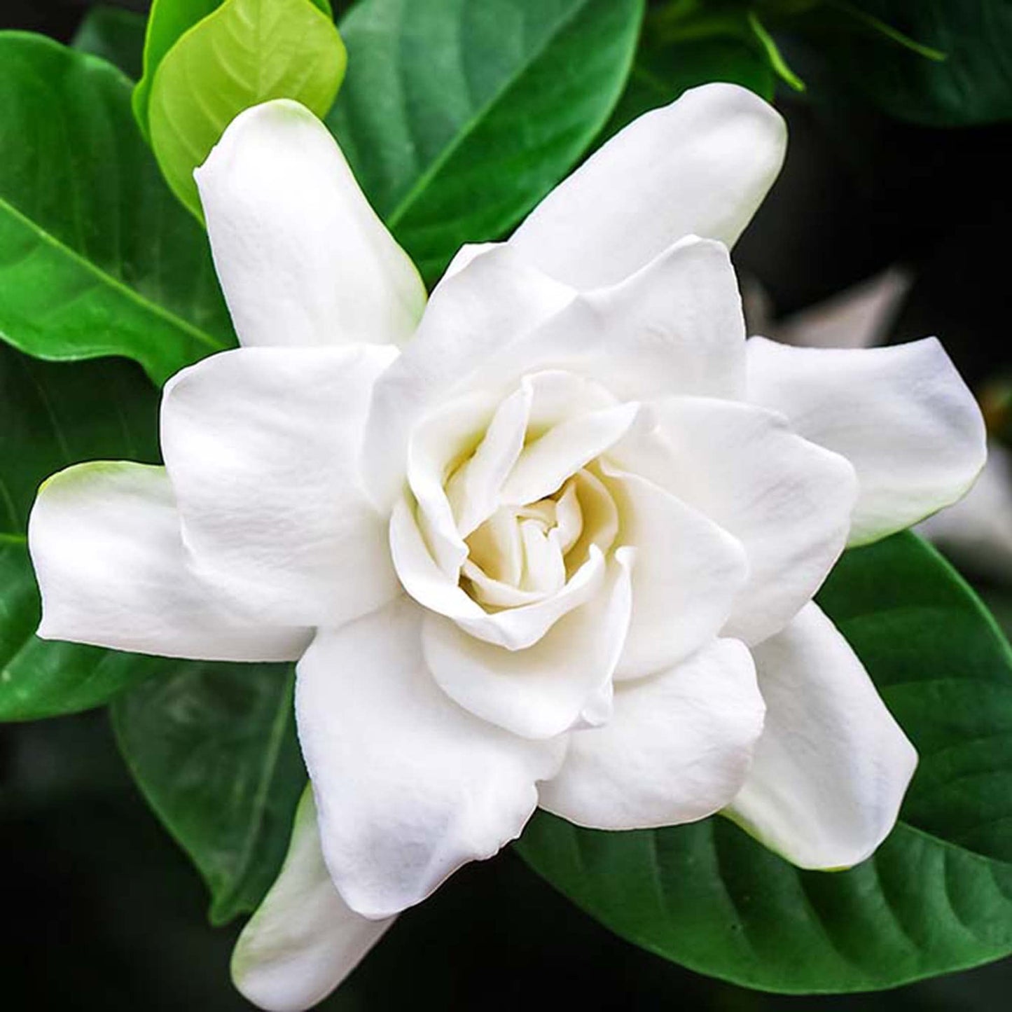 Gardenia Jasminoides Seeds Cape Jasmine Evergreen Fragrant Specimen Plant Shrub Cut Flowers Hedges Containers Outdoor 10Pcs Flower Seeds by YEGAOL Garden