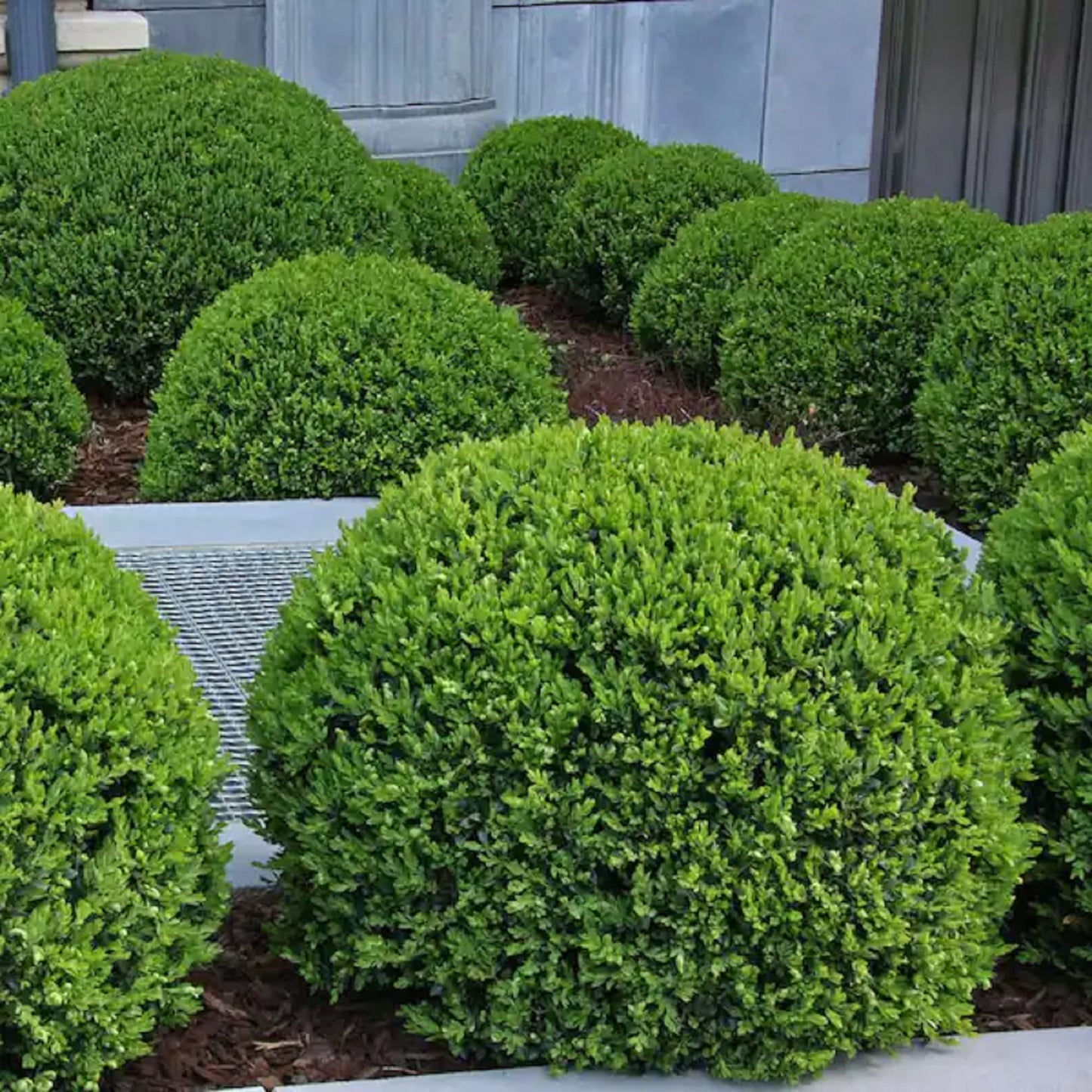CHUXAY GARDEN Wintergreen Boxwood Seed,Buxus Microphylla 20 Seeeds Evergreen Shrub Landscaping Rocks Ground Cover Excellent Addition to Garden