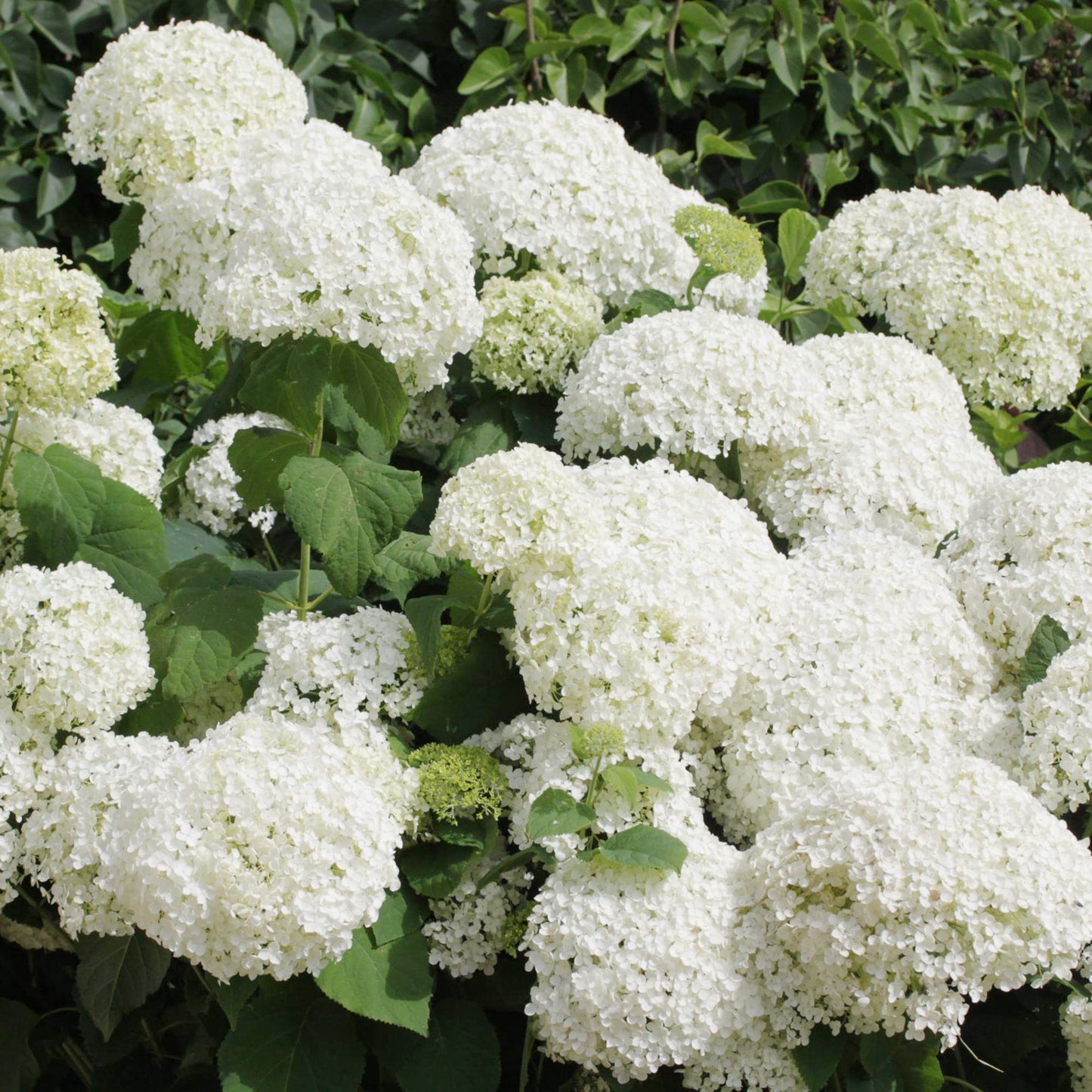 Hydrangea Arborescens Seeds Smooth Hydrangea Deciduous Shrub Cold-Hardy Dried Arrangements Cut Flowers Hedges Screens Patio Outdoor 50Pcs Flower Seeds by YEGAOL Garden
