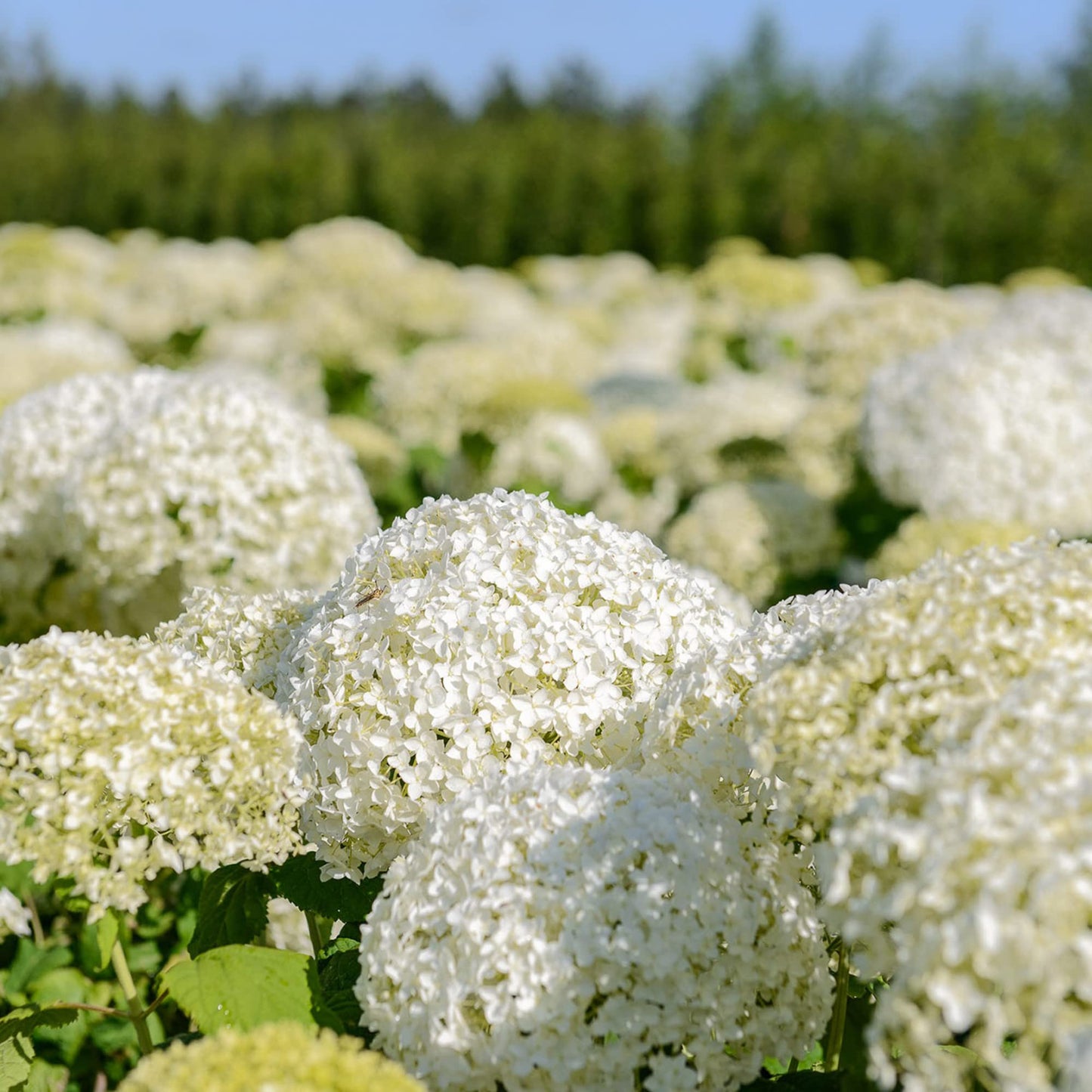 Hydrangea Arborescens Seeds Smooth Hydrangea Deciduous Shrub Cold-Hardy Dried Arrangements Cut Flowers Hedges Screens Patio Outdoor 50Pcs Flower Seeds by YEGAOL Garden