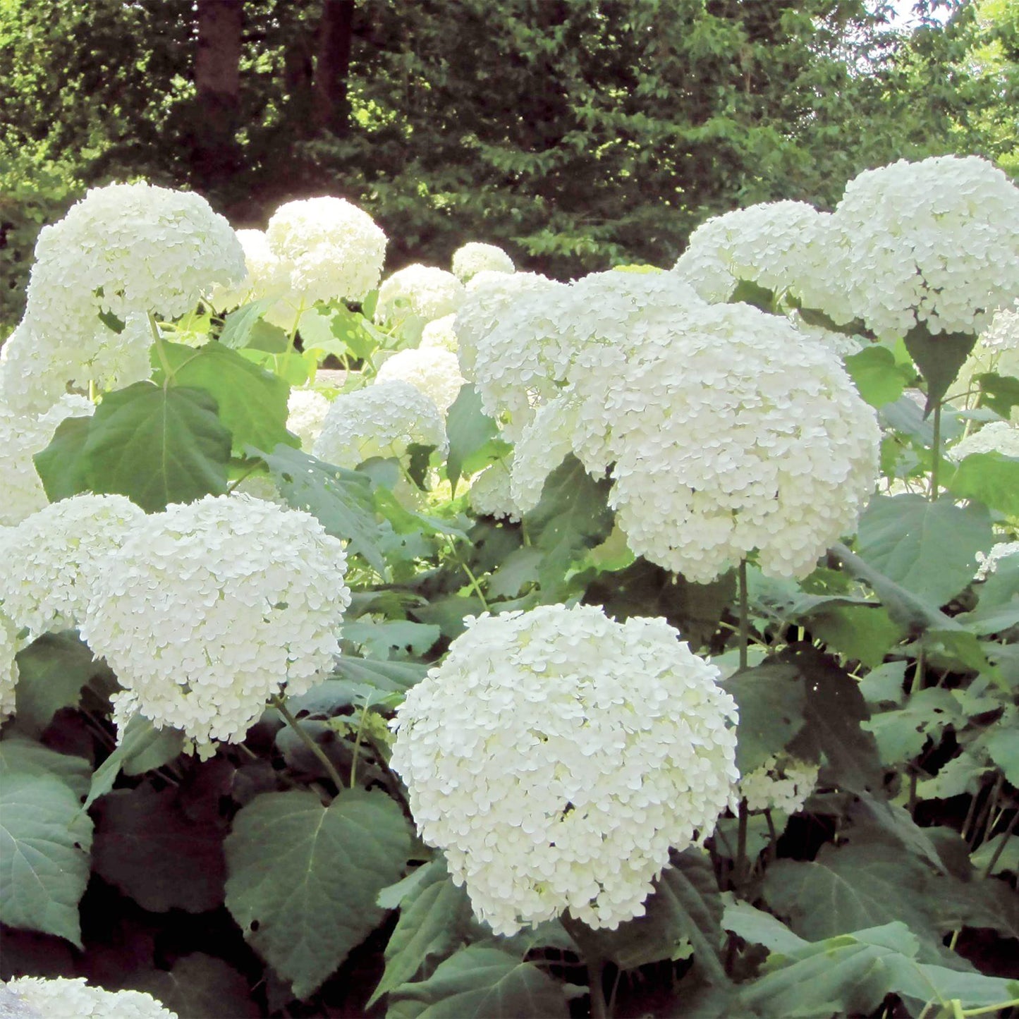 Hydrangea Arborescens Seeds Smooth Hydrangea Deciduous Shrub Cold-Hardy Dried Arrangements Cut Flowers Hedges Screens Patio Outdoor 50Pcs Flower Seeds by YEGAOL Garden