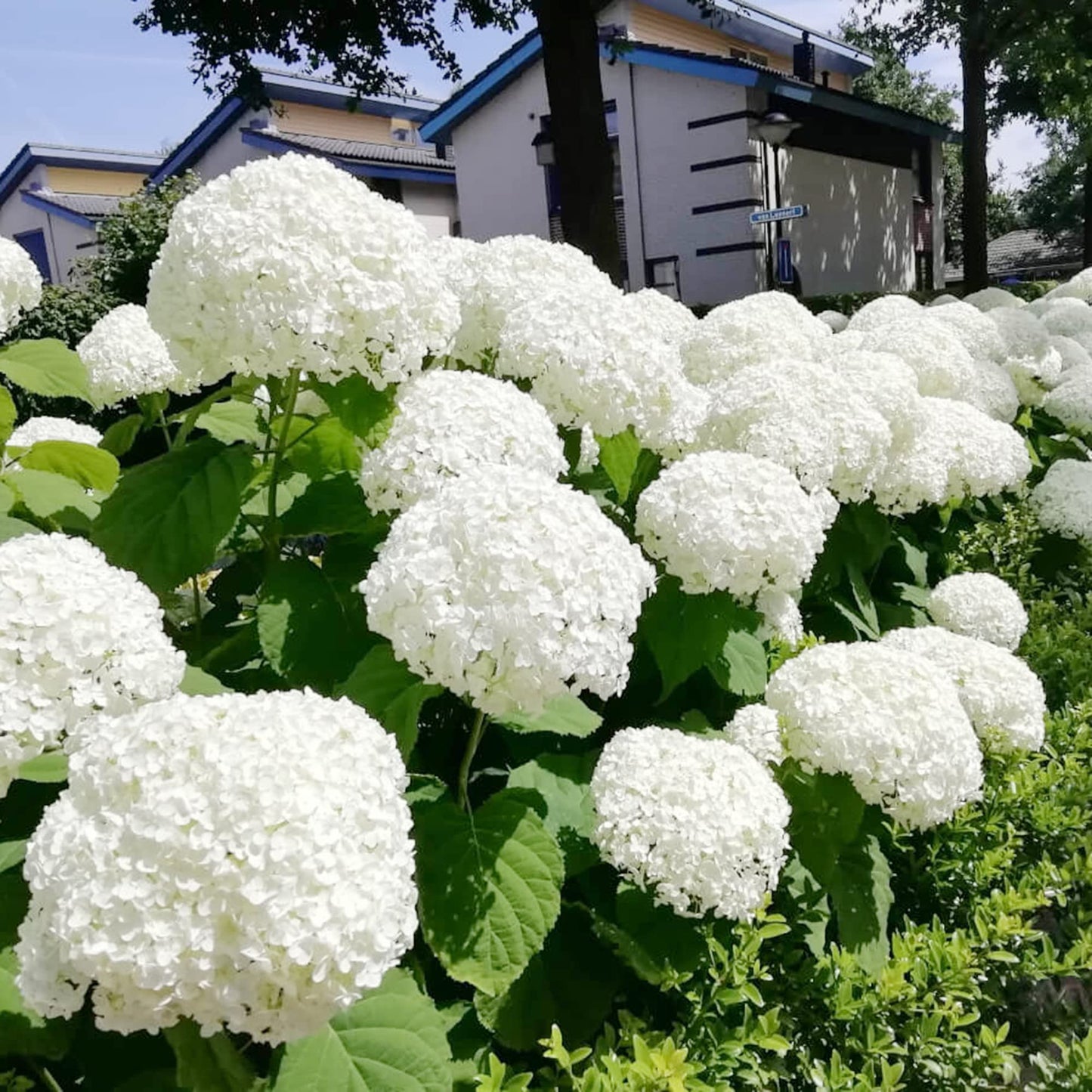 Hydrangea Arborescens Seeds Smooth Hydrangea Deciduous Shrub Cold-Hardy Dried Arrangements Cut Flowers Hedges Screens Patio Outdoor 50Pcs Flower Seeds by YEGAOL Garden