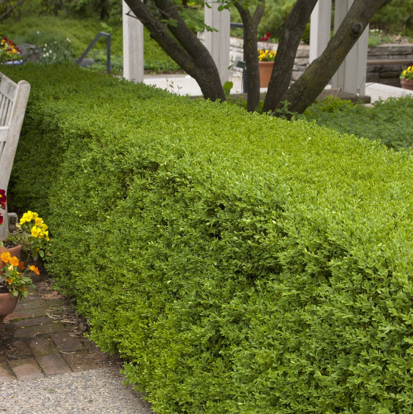 CHUXAY GARDEN Wintergreen Boxwood Seed,Buxus Microphylla 20 Seeeds Evergreen Shrub Landscaping Rocks Ground Cover Excellent Addition to Garden