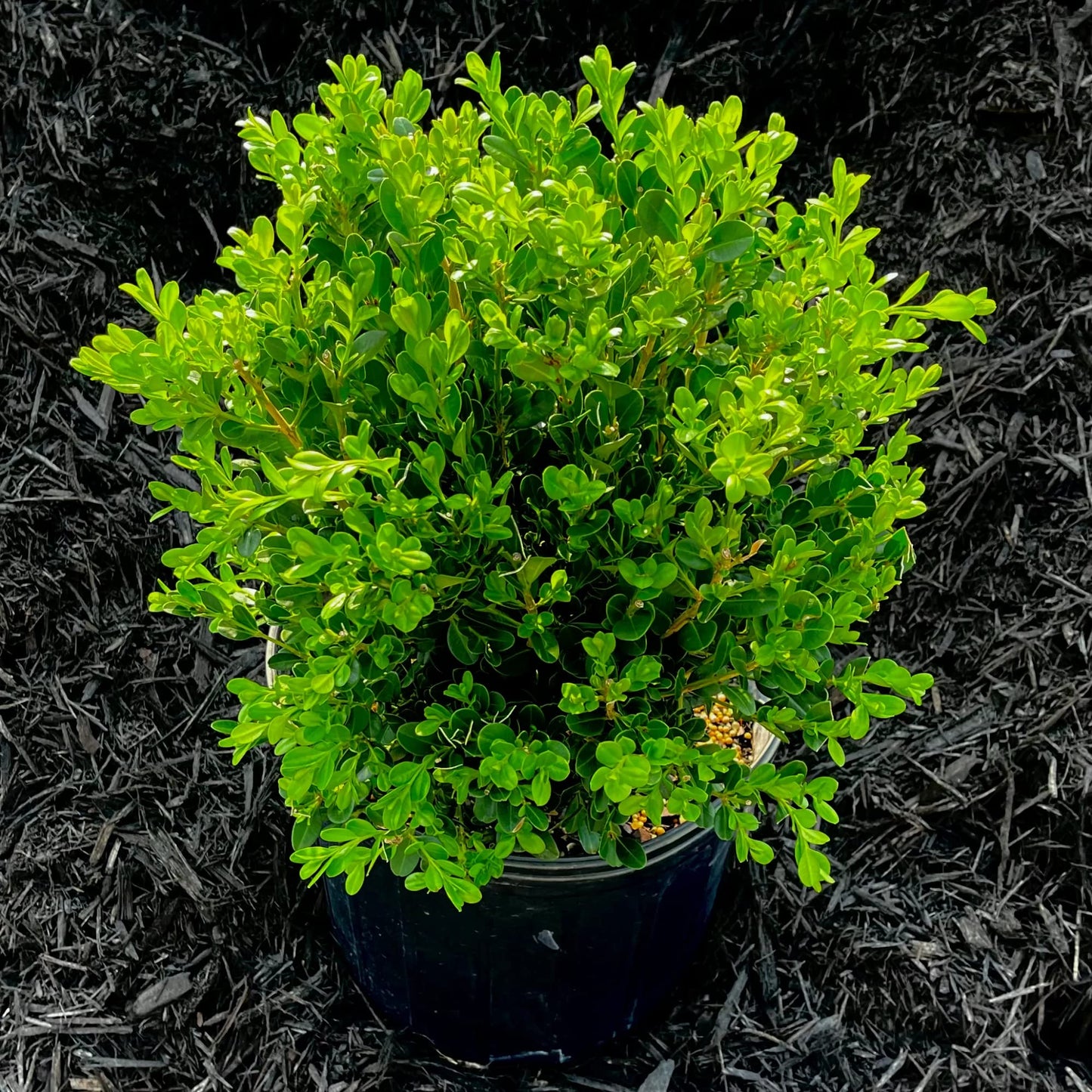 CHUXAY GARDEN Wintergreen Boxwood Seed,Buxus Microphylla 20 Seeeds Evergreen Shrub Landscaping Rocks Ground Cover Excellent Addition to Garden