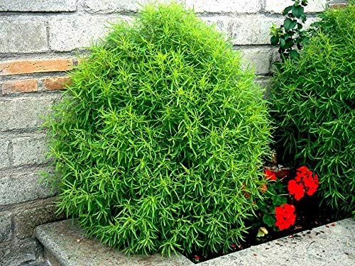Seeds Summer Cypress Burning Bush - Kochia - Shrub - GMO Free