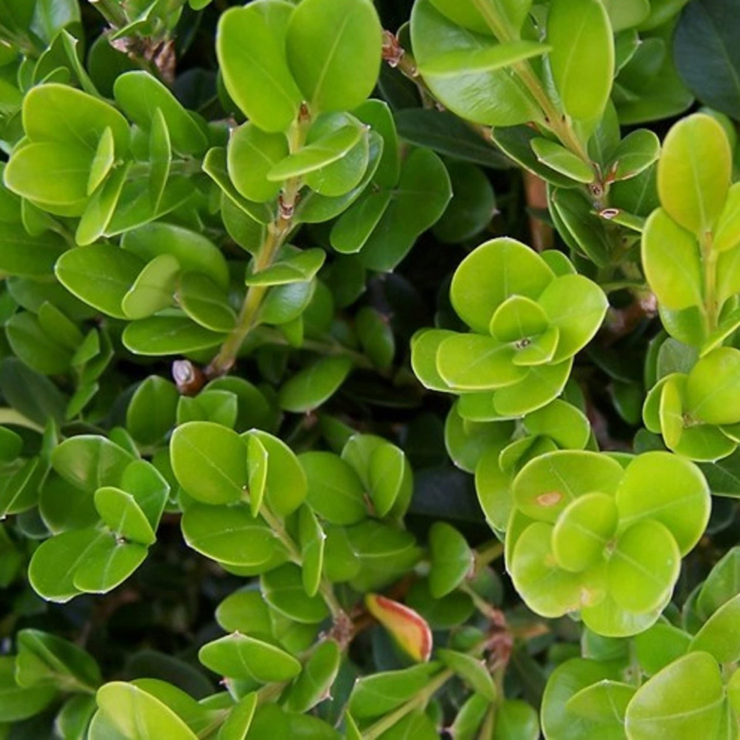 CHUXAY GARDEN Wintergreen Boxwood Seed,Buxus Microphylla 20 Seeeds Evergreen Shrub Landscaping Rocks Ground Cover Excellent Addition to Garden