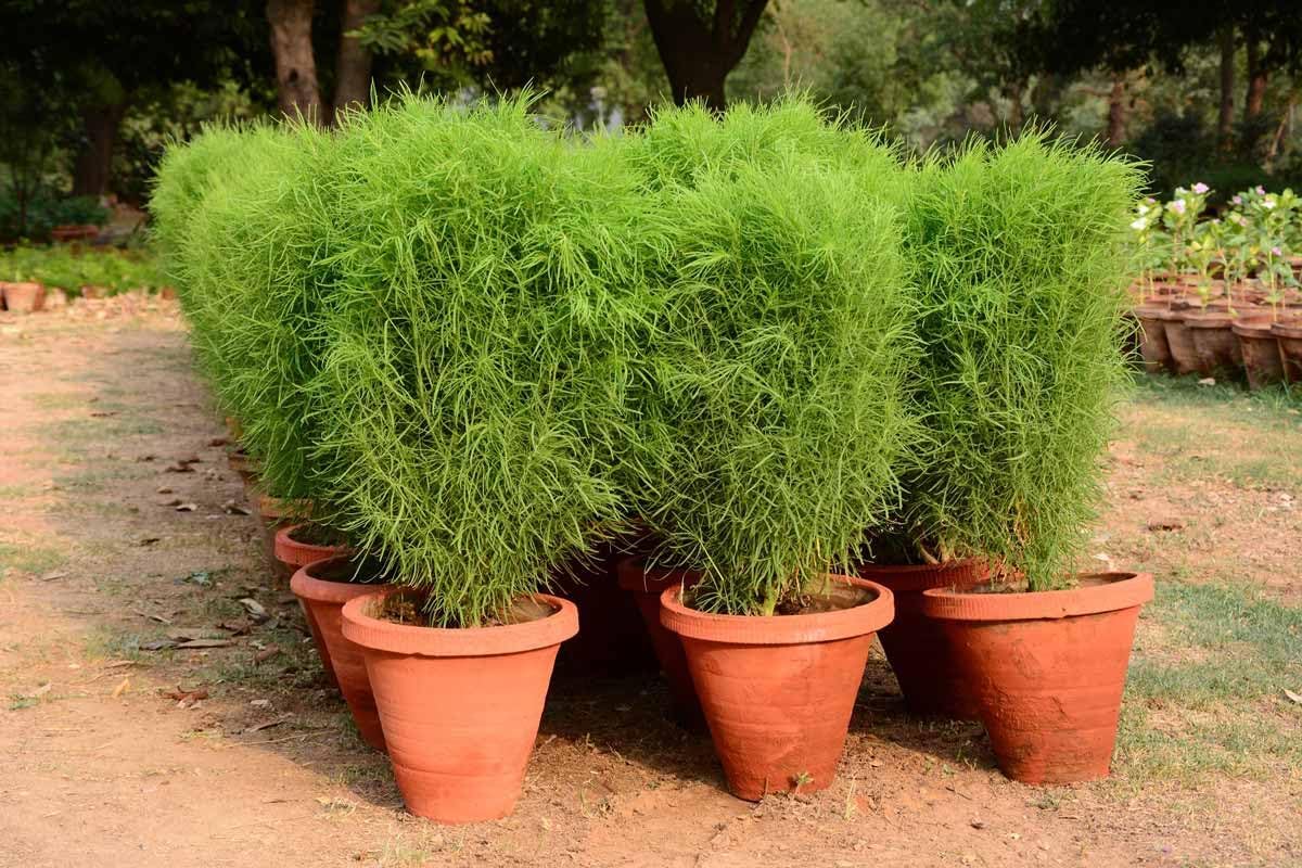 Seeds Summer Cypress Burning Bush - Kochia - Shrub - GMO Free
