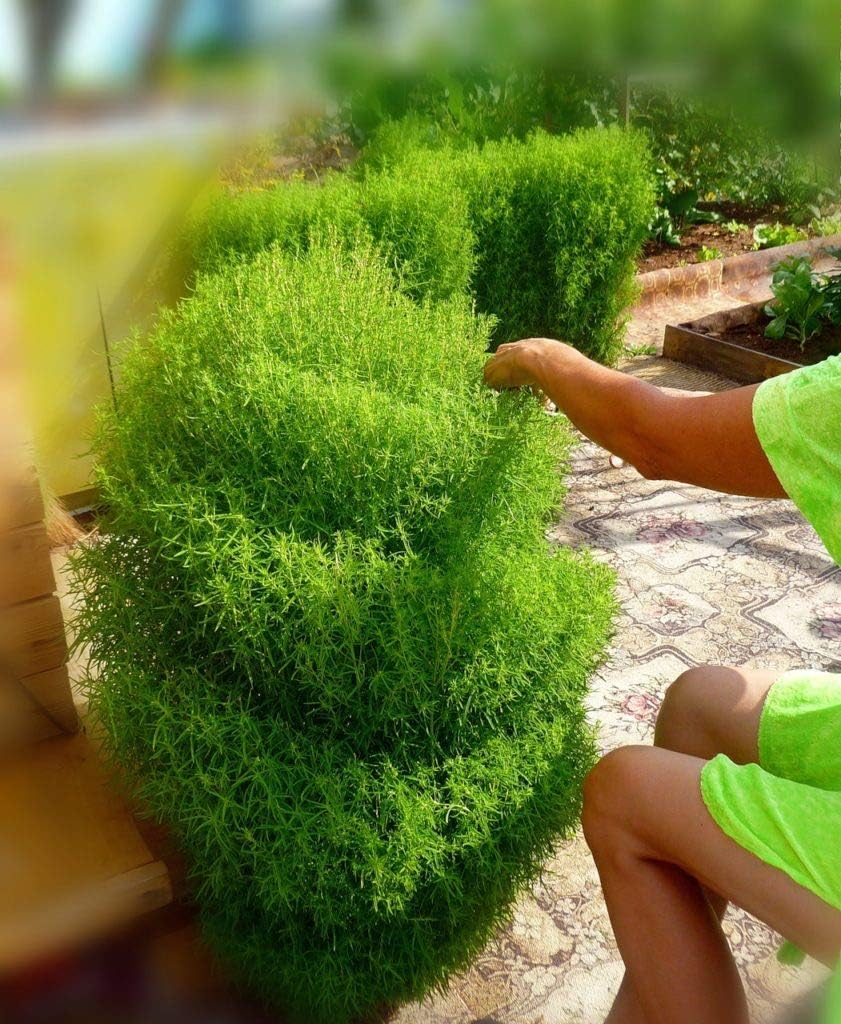 Seeds Summer Cypress Burning Bush - Kochia - Shrub - GMO Free