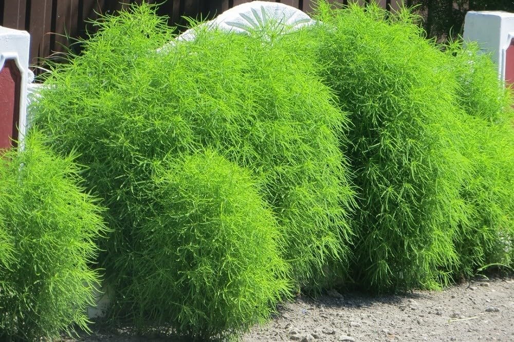 Seeds Summer Cypress Burning Bush - Kochia - Shrub - GMO Free