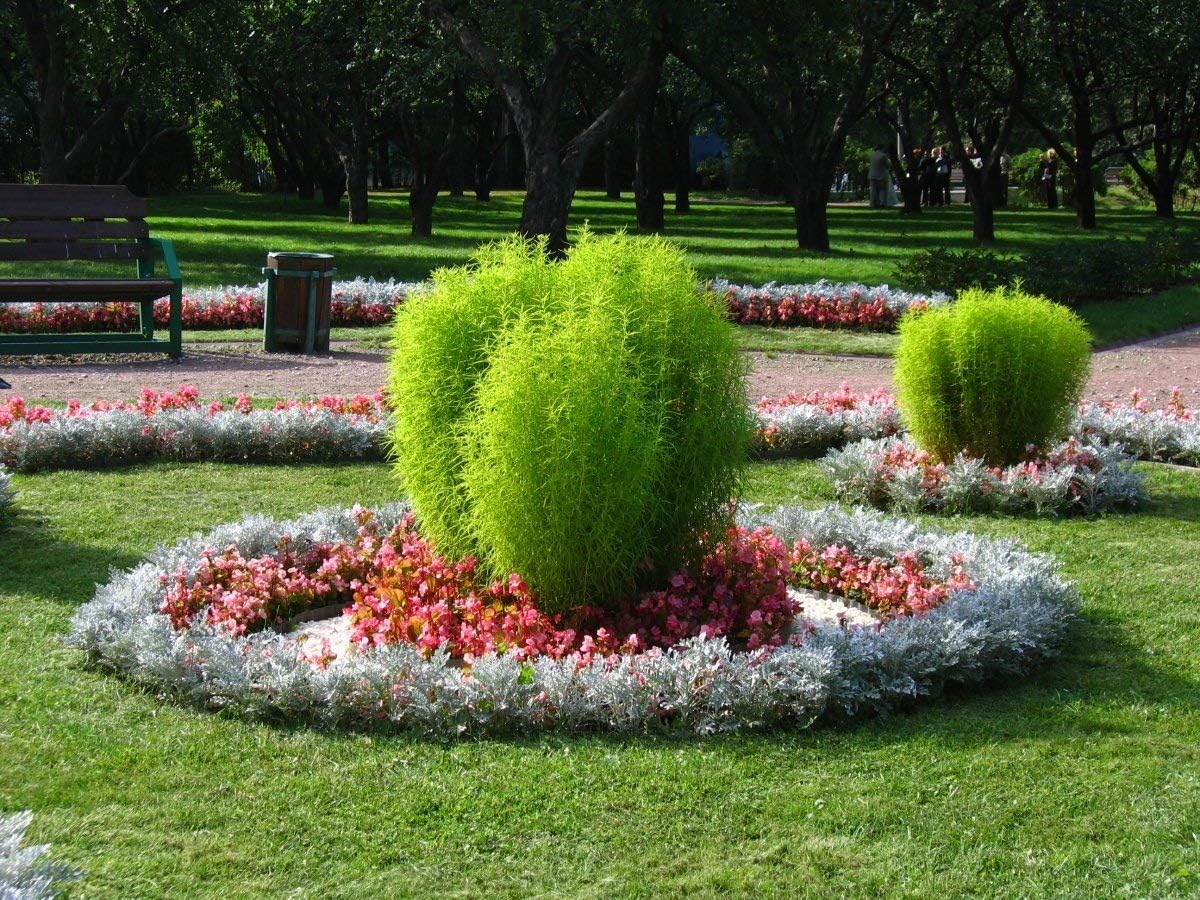Seeds Summer Cypress Burning Bush - Kochia - Shrub - GMO Free